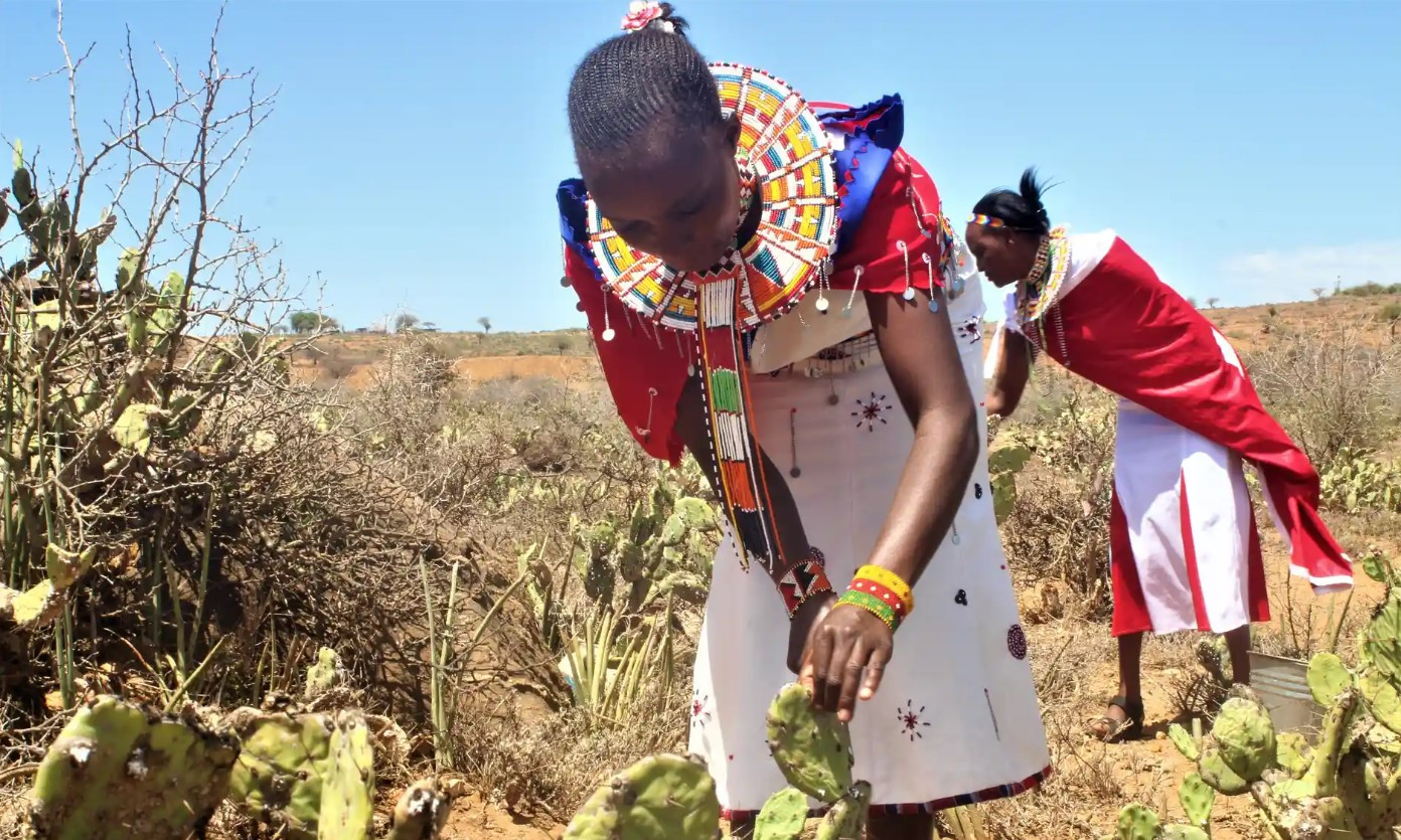 Những người phụ nữ được quấn rực rỡ trong tấm vải Samburu đầy màu sắc ở Kenya. Ảnh: The Guardian.