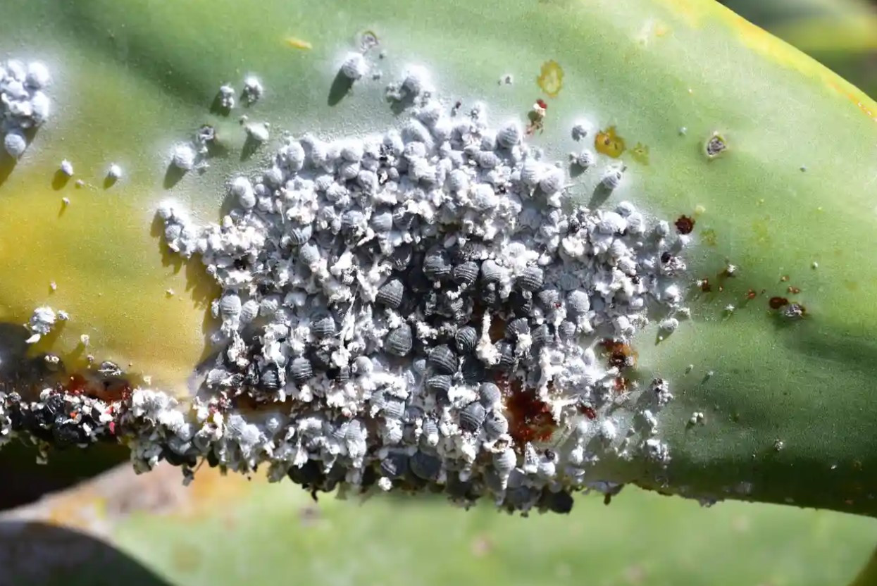 Cochineal là một loài côn trùng thuộc bộ hemiptera mà chúng nhuộm carmine được chiết xuất. Ảnh: The Guardian.