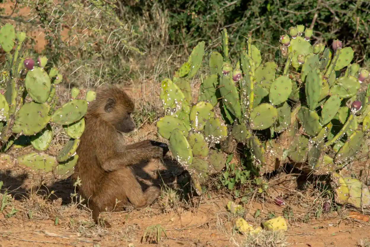 Khỉ đầu chó khéo léo lăn trái cây xương rồng trong bụi bẩn để loại bỏ gai và lông mịn có thể gây nhiễm trùng và các vấn đề tiêu hóa. Ảnh: Alamy.