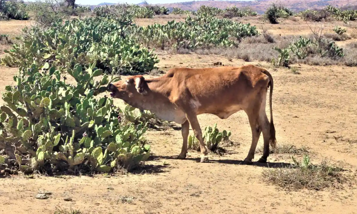 Một con bò ăn Opuntis ở khu bảo tồn Naibunga. Ảnh: Peter Muiruri.