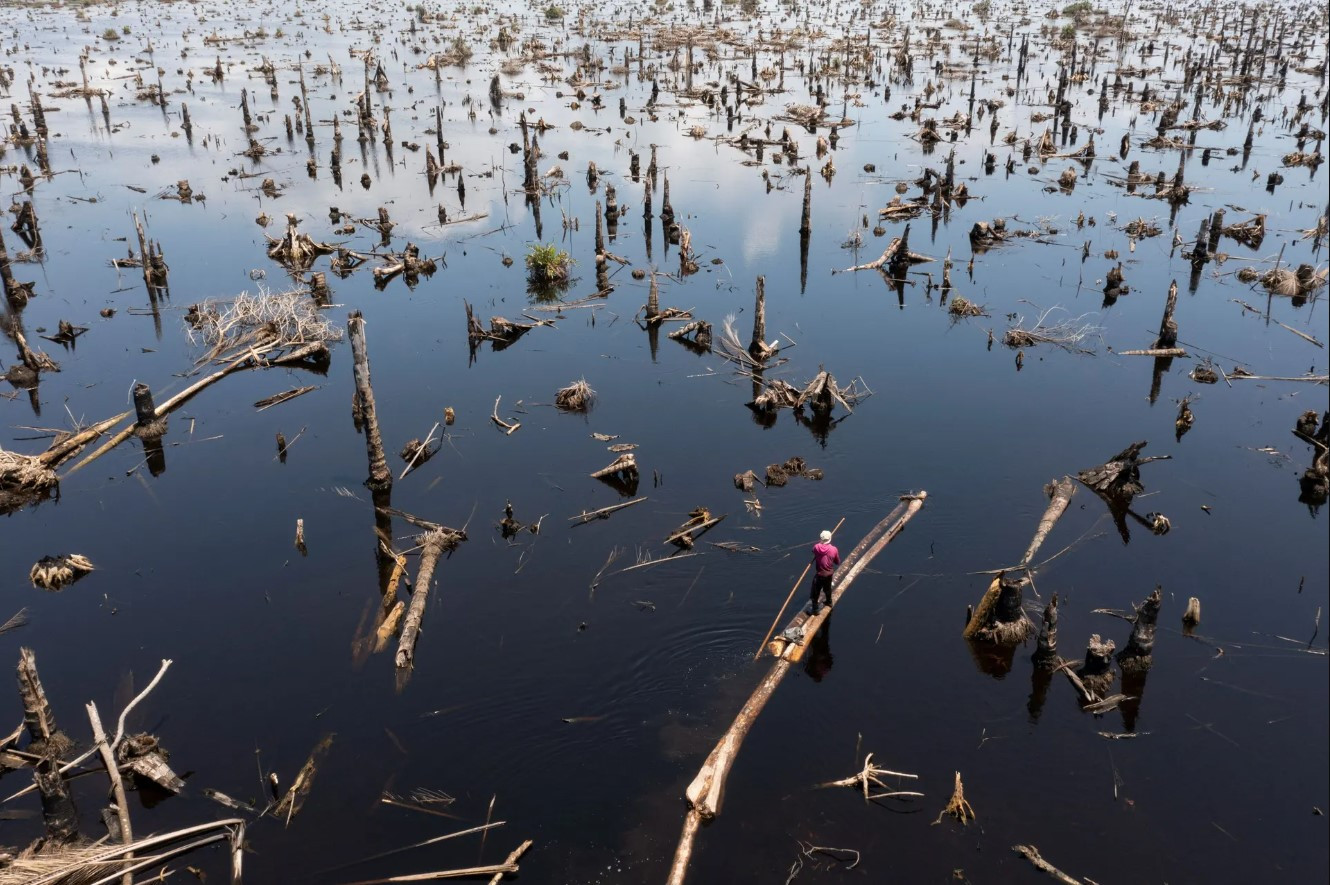 Egbontoluwa Marigi, một người khai thác gỗ, chèo những khúc gỗ của mình ra khỏi nền rừng ngập nước để sang sông. Theo Global Forest Watch, từ năm 2001 đến năm 2021, Nigeria đã mất 1,14 triệu ha cây che phủ, tương đương với 587 triệu tấn khí thải carbon dioxide. Ảnh: Reuters.