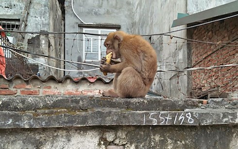 Xuất hiện cá thể khỉ chưa rõ nguồn gốc tại thôn An Bình, xã Thanh An (Ảnh: Minh họa).