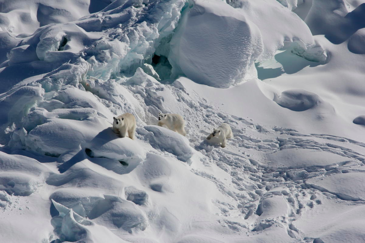 Một con gấu Bắc Cực cái trưởng thành (trái) và hai chú gấu con 1 tuổi đi bộ trên sông băng tháng 3/2015. Ảnh: CNN.