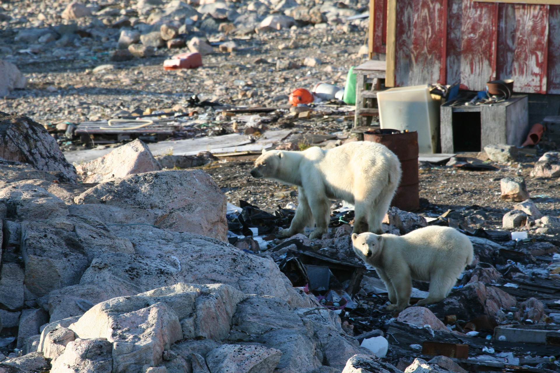 Khi các lớp băng biến mất, gấu Bắc Cực phải di chuyển trên đất liền, khiến chúng có ít cơ hội kiếm ăn hơn. Ảnh: CNN.