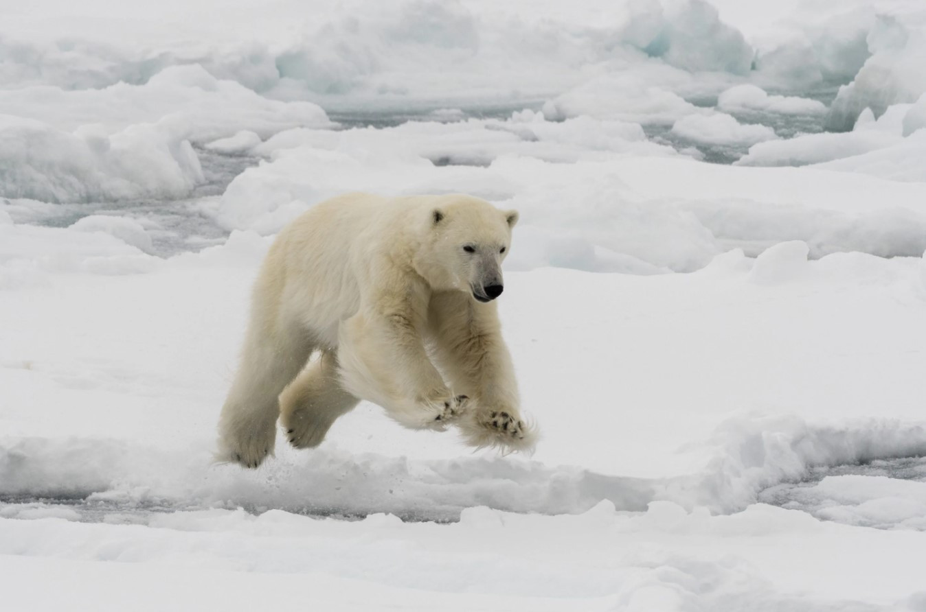 Cú nhảy của gấu Bắc Cực. Ảnh: CNN.