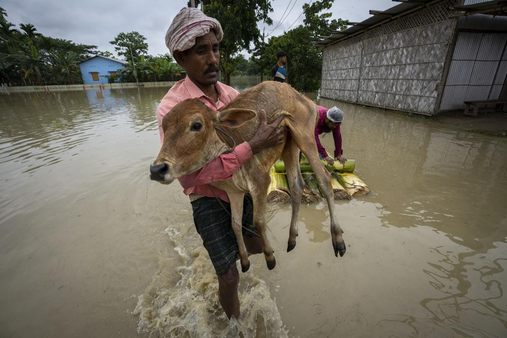 Một người dân mang theo một con bê và lội qua dòng nước lũ ở làng Korora, phía tây Gauhati, Ấn Độ. Ảnh: AP.
