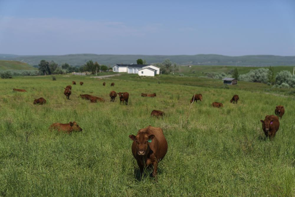 Đàn gia súc của cư dân sống xung quanh Yellowstone. Ảnh: AP.