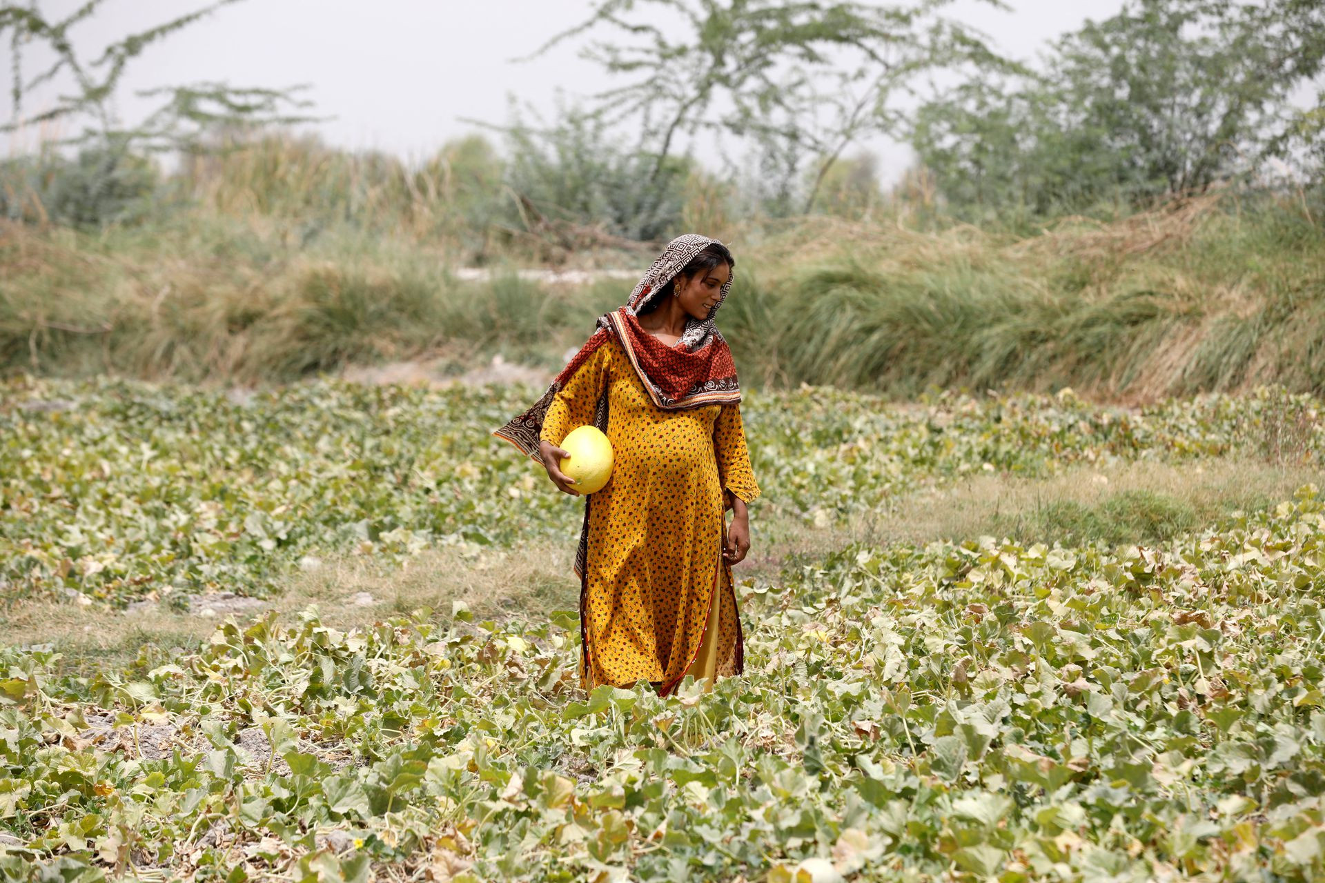 Sonari trên cánh đồng dưa vàng ở Jacobabad. Ảnh: Reuters.
