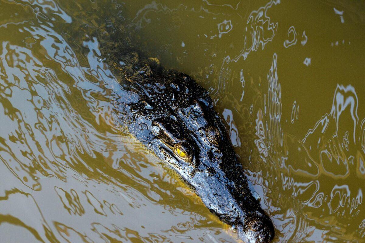 Cá sấu bơi xung quanh những căn nhà nổi ở Hồ Tonle Sap. Ảnh: Fodors.