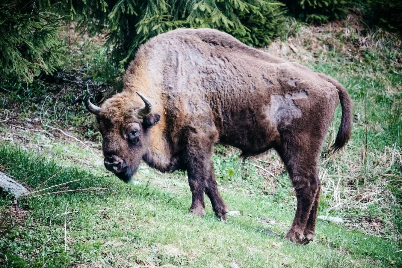 Một con bò rừng đực lớn chăn thả gần sông. Ảnh: The Guardian.