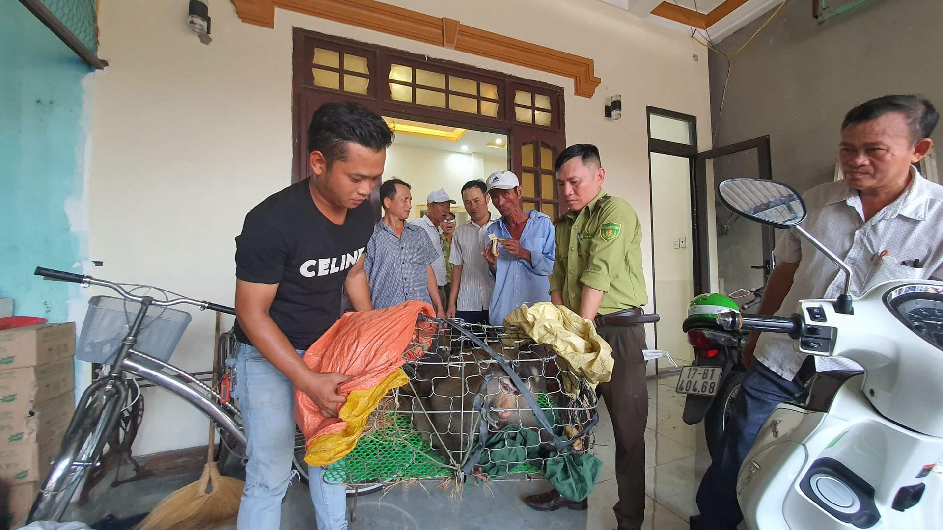 Hiện, cá thể khỉ đã được bàn giao cho Hạt Kiểm lâm huyện Cam Lộ chăm sóc, xử lý.