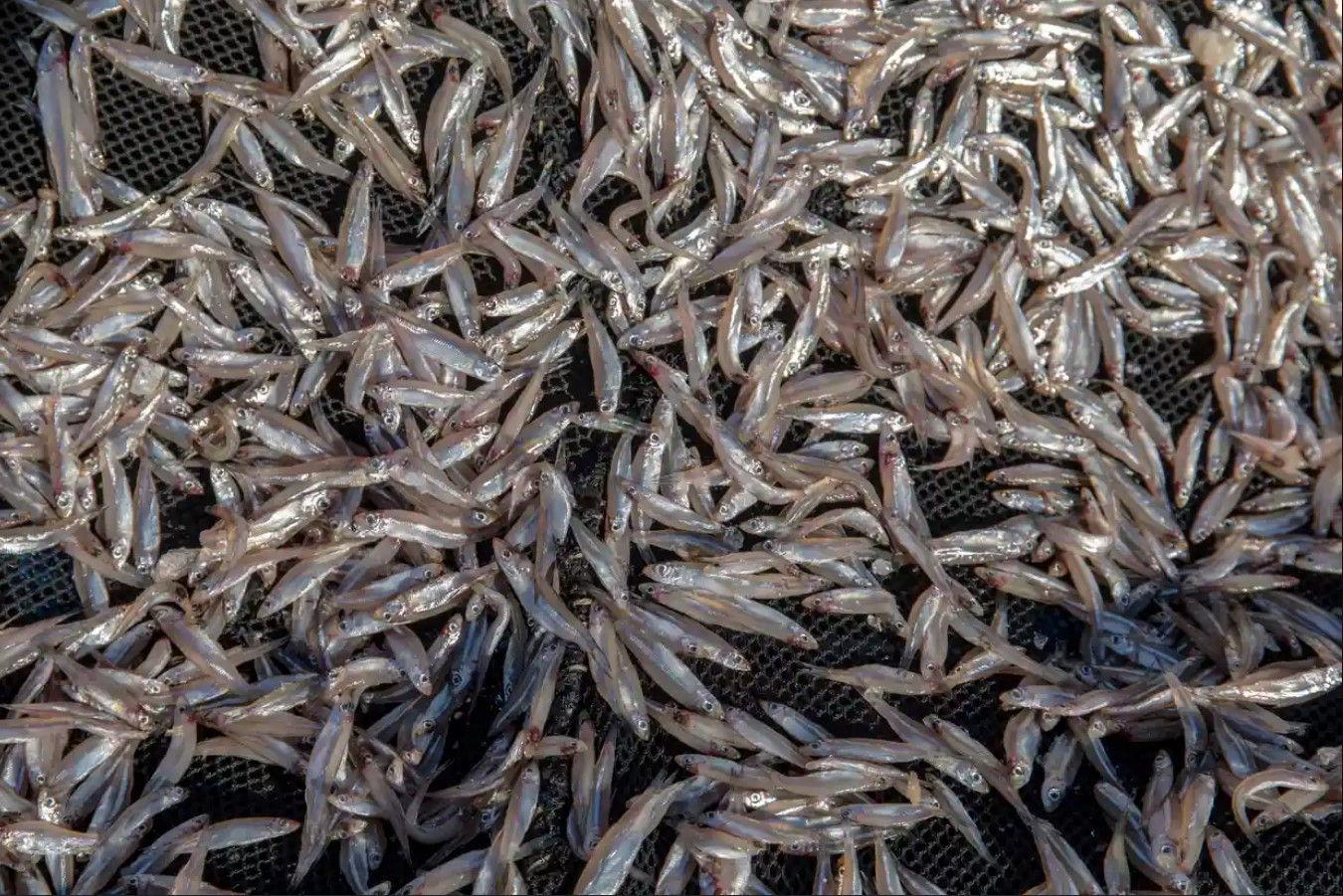  Loài cá kapenta - một nguồn thực phẩm chính ở Zimbabwe. Ảnh: The Guardian.