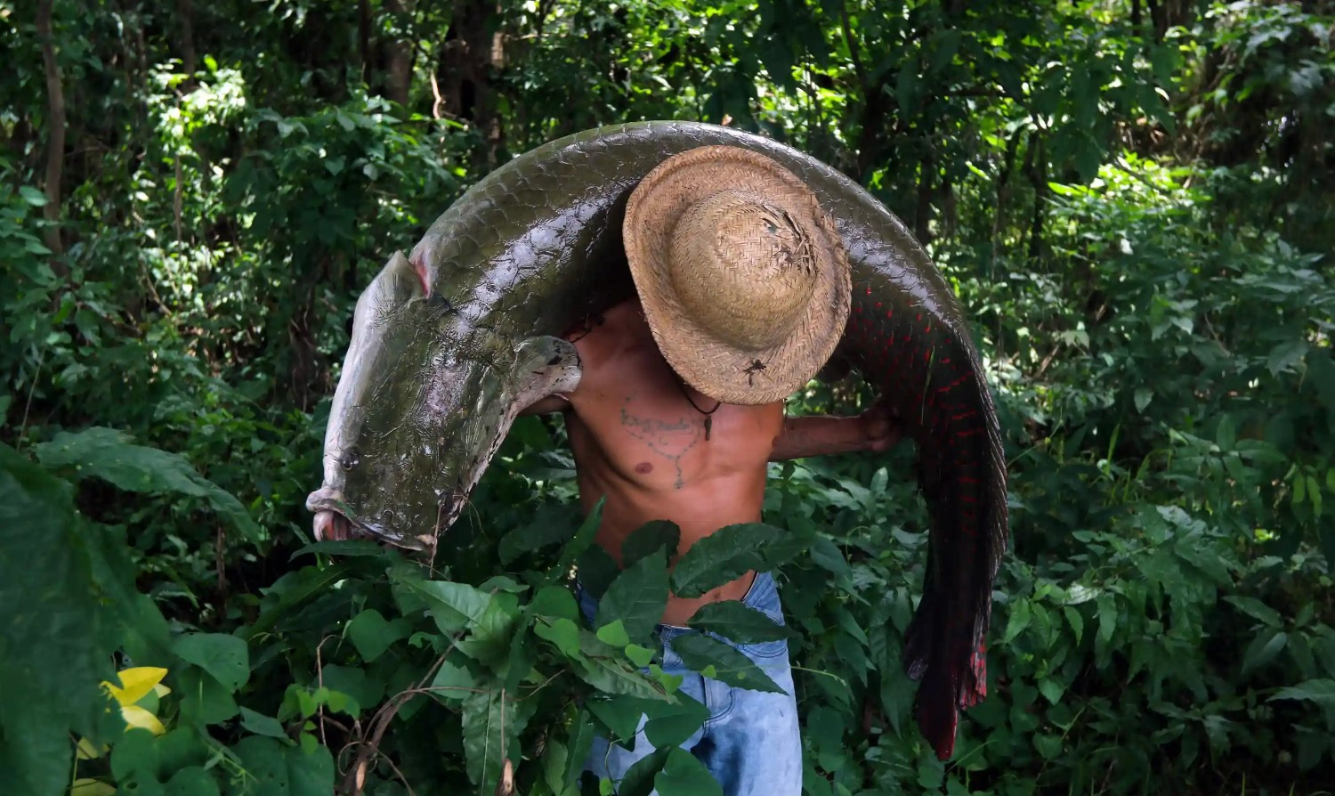Một ngư dân mang theo một con cá pirarucu lớn - loài cá khổng lồ ở Amazon có thể bán với giá 1.000 USD mỗi con. Ảnh: AFP.