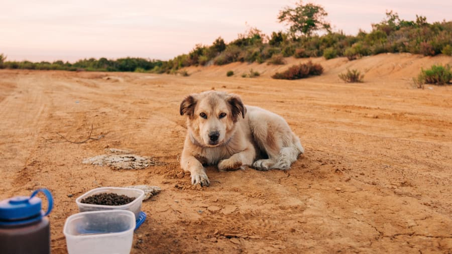 Khoảng 4 tháng sau khi lên đường, Turcich đã mua được chú chó cứu hộ Savannah từ một nơi trú ẩn dành cho động vật ở Austin, Texas. Ảnh: CNN.