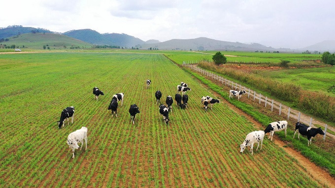 Dự án trang trại Lao – Jagro dự kiến đón đàn bò sữa đầu tiên vào tháng 7..