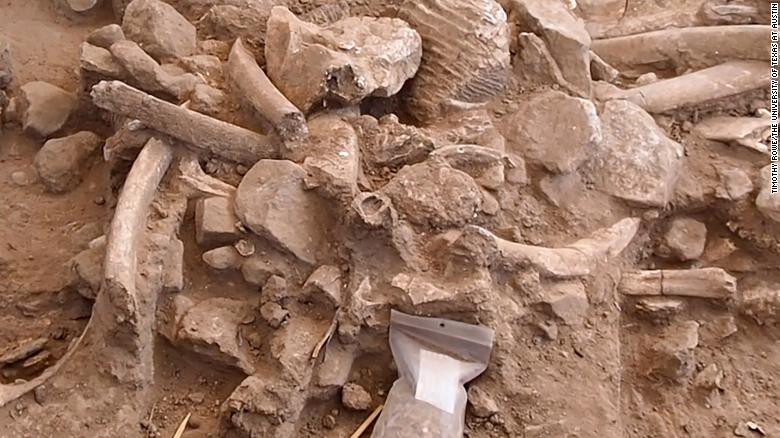 Một đống xương sườn, xương sọ bị gãy, một chiếc răng hàm, các mảnh xương và đá cuội được phát hiện trong một cuộc khai quật một địa điểm nơi giết thịt voi ma mút. Ảnh: CNN.