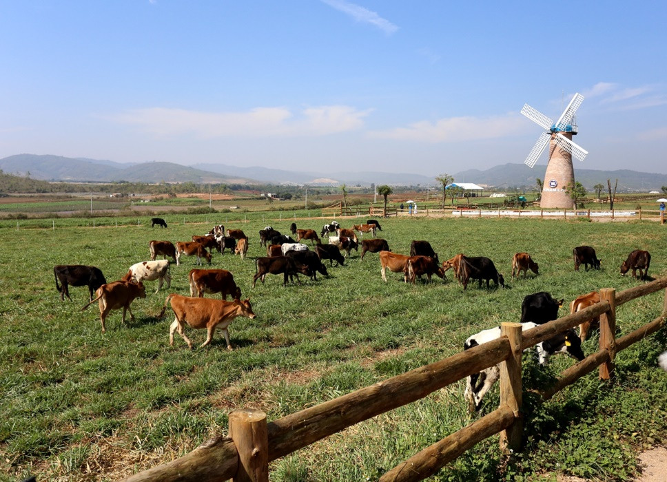 Trang trại bò sữa Vinamilk Organic Đà Lạt.