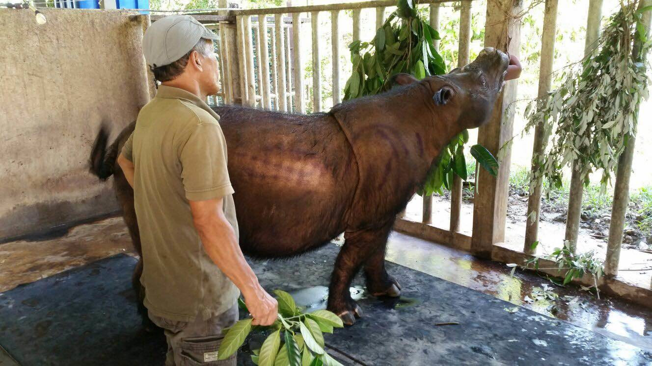  Iman - cô tê giác Sumatra cuối cùng của Malaysia. Ảnh: The Star.