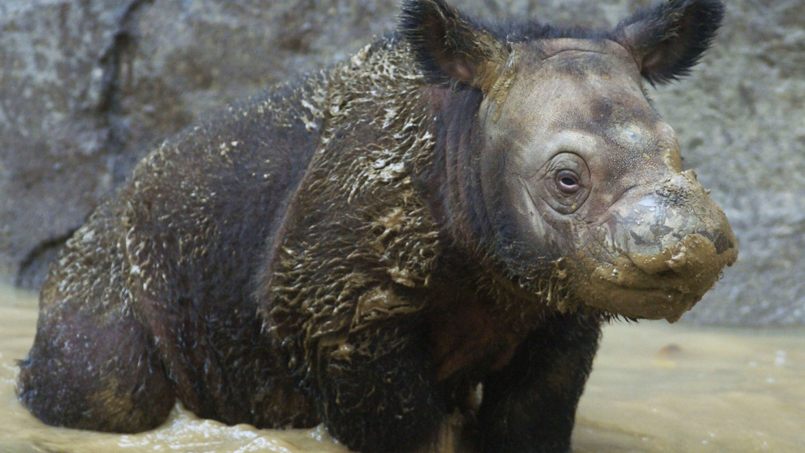 Loài tê giác nhỏ Sumatra. Ảnh: CNN.