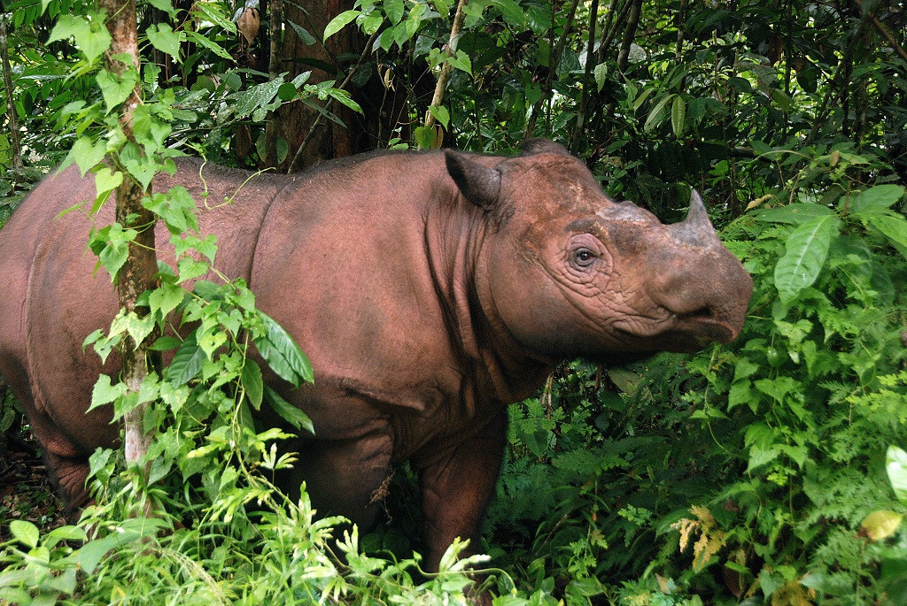 Loài tê giác Sumatra. Ảnh: Getty.