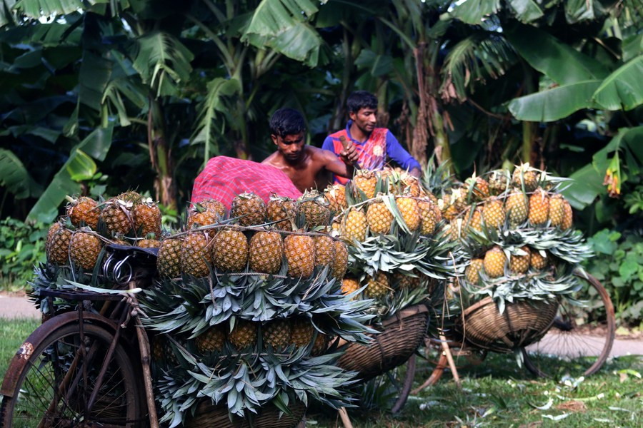 Nông dân thu hoạch dứa ở Tangail, Bangladesh. Ảnh: Tân Hoa Xã.