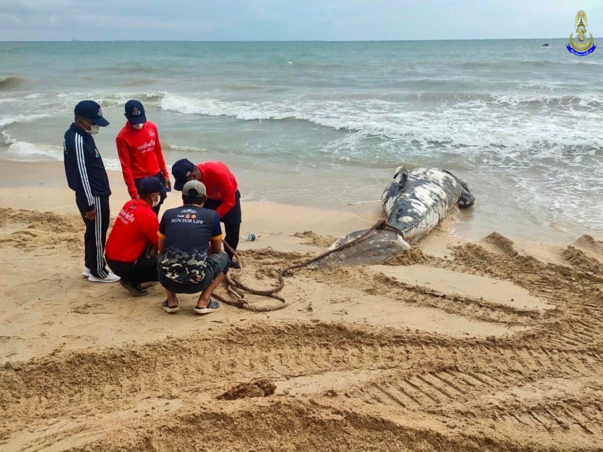 Xác con cá nhám voi trôi dạt vào bãi biển Long Beach. Ảnh: Thaiger.