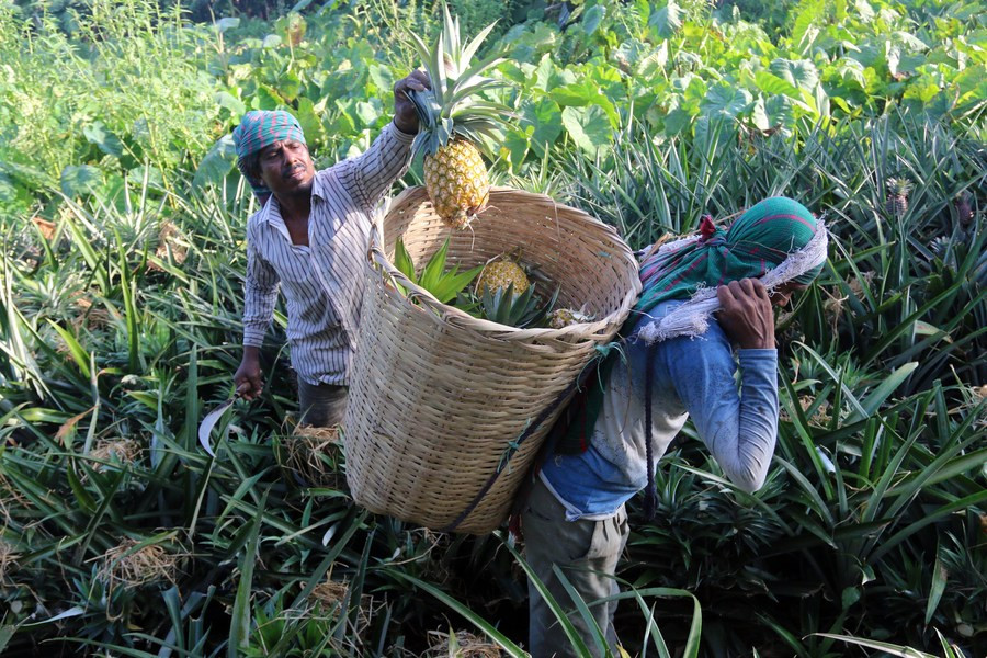 Nông dân thu hoạch dứa ở Tangail, Bangladesh. Ảnh: Tân Hoa Xã.