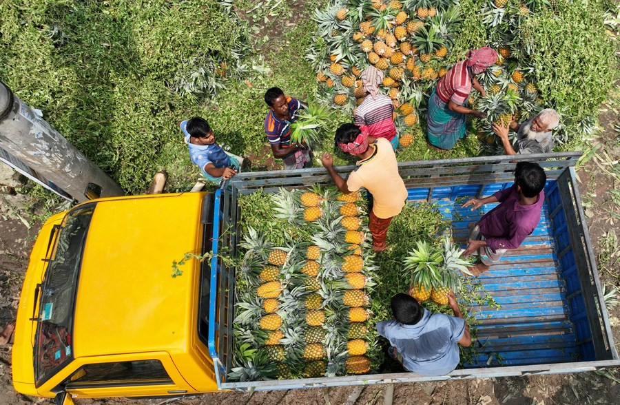 Công nhân xếp một chiếc xe tải chở đầy dứa tại một khu chợ ở Tangail, Bangladesh. Ảnh: Tân Hoa Xã.