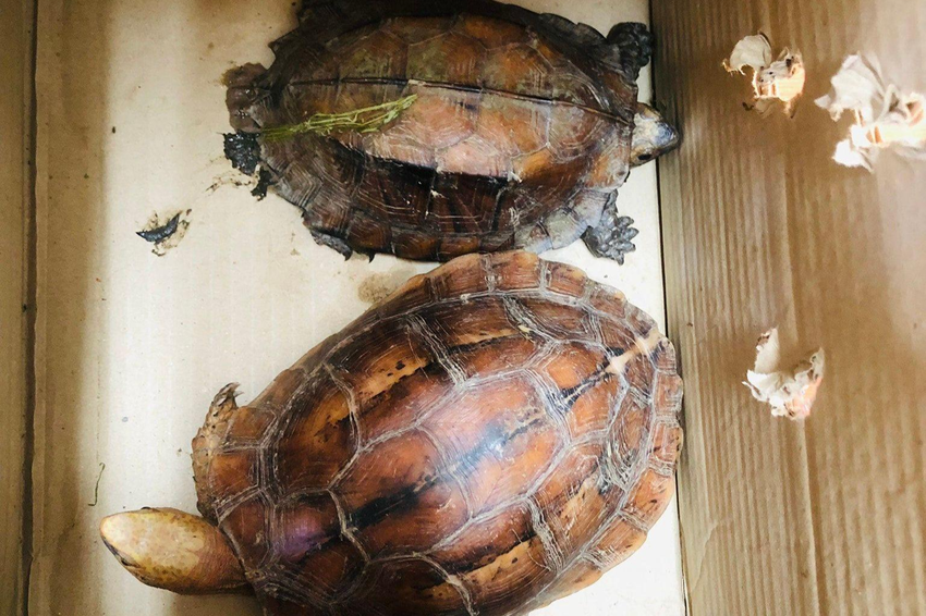 Hồ Văn Phú bị lực lượng chức năng bắt quả tang khi đang giao dịch mua bán 2 cá thể động vật rừng thuộc bộ rùa (Ảnh: CACC).