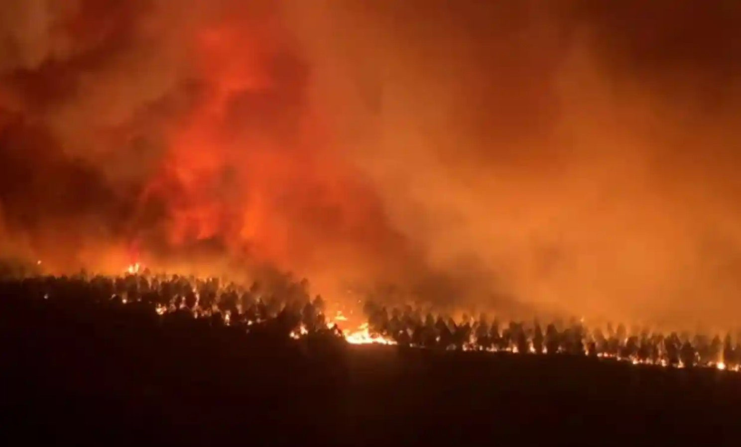 Ngọn lửa nhấn chìm cây cối gần Hostens. Ảnh: Reuters.