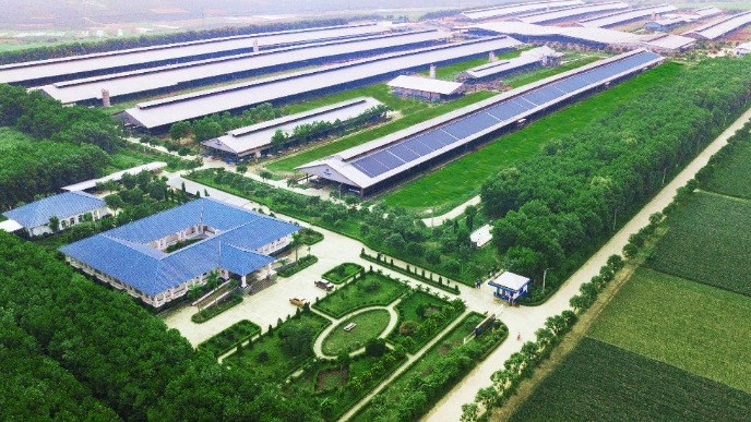 Hệ thống trang trại sinh thái Vinamilk Green Farm được xây dựng tại Tây Ninh, Quảng Ngãi, Thanh Hóa với quy mô đàn bò sữa 20.000 con.
