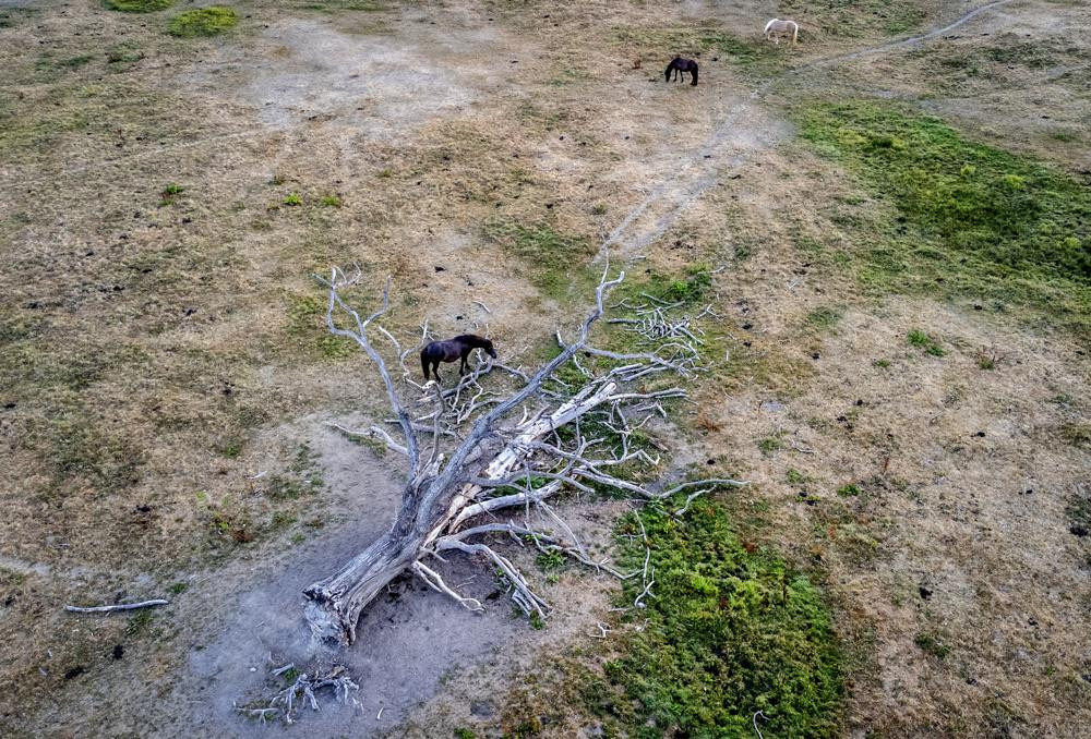 Ngựa gặm cỏ bên cạnh một cái cây đã đổ nhiều năm trước trên đồng cỏ khô héo của trang trại ở Wehrheim gần Frankfurt, Đức. Ảnh: AP.