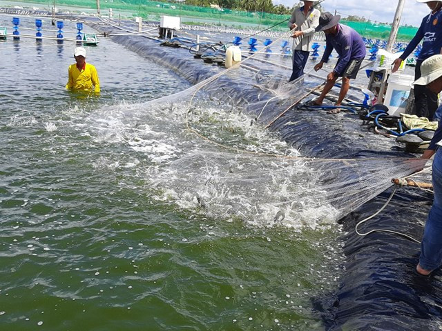 Camimex đề xuất đầu tư các dự án nuôi trồng, chế biến thủy sản tại tỉnh Quảng Trị (Ảnh: minh họa).