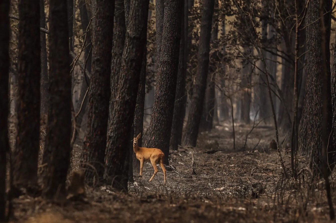 Một con nai sừng tấm trong một khu rừng bị cháy sau đám cháy ở Nam Gironde gần Belin-Beliet, phía Tây Nam nước Pháp. Ảnh: Thibaud Moritz / AFP / Getty Images.