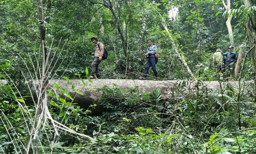 Gỗ lớn trong rừng tự nhiên do Ban Quản lý Khu bảo tồn thiên nhiên Bắc Hướng Hóa bị chặt phá. Ảnh: Hưng Thơ.