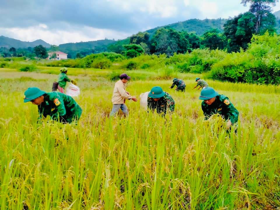 Hàng chục cán bộ, chiến sĩ tham gia hỗ trợ người dân thu hoạch lúa vụ hè thu 2022.