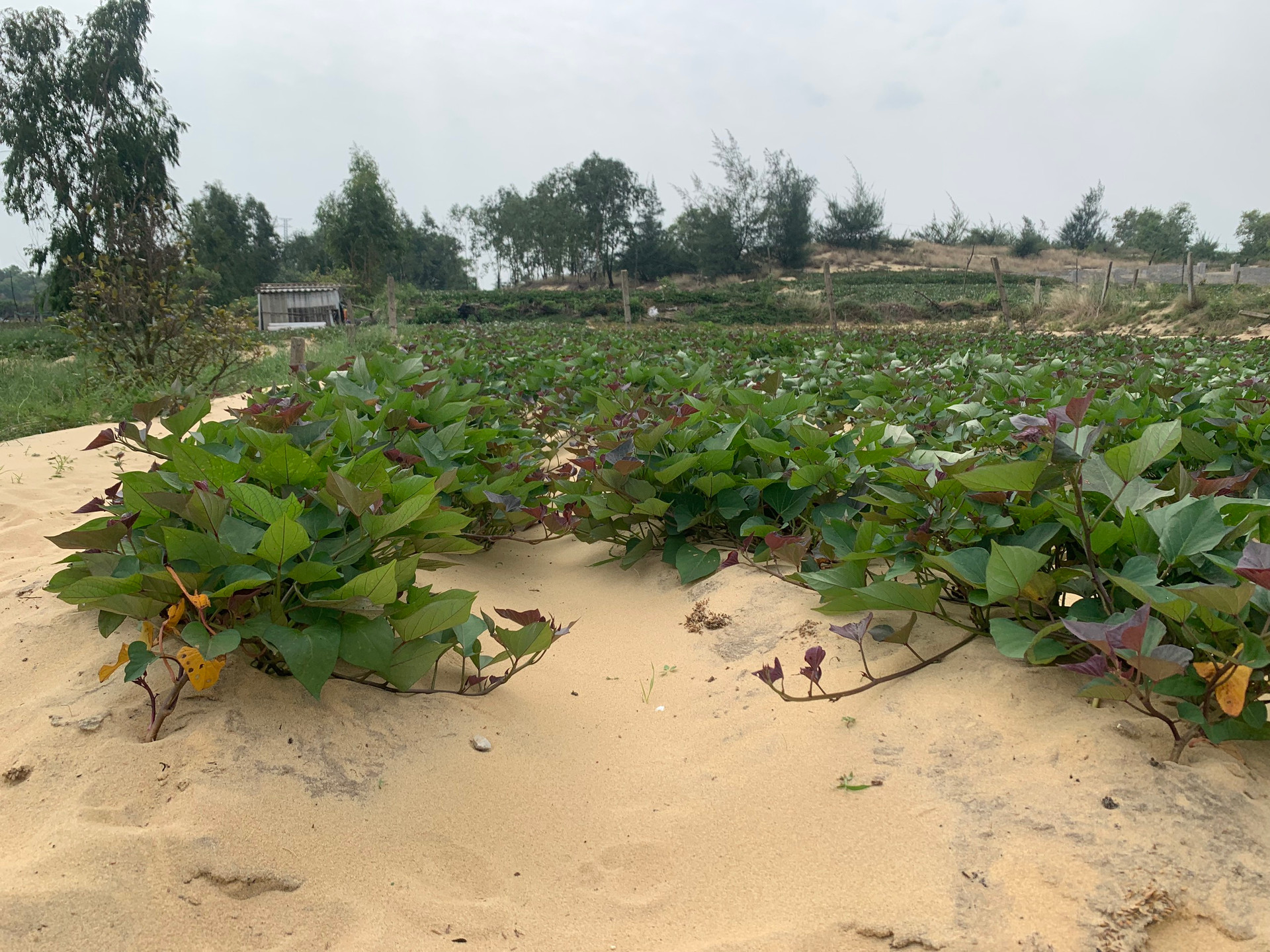 Toàn xã Bảo Ninh (TP Đồng Hới, Quảng Bình) có 16ha để trồng rau màu, trong đó, trồng khoai lang tím chiếm 10ha.