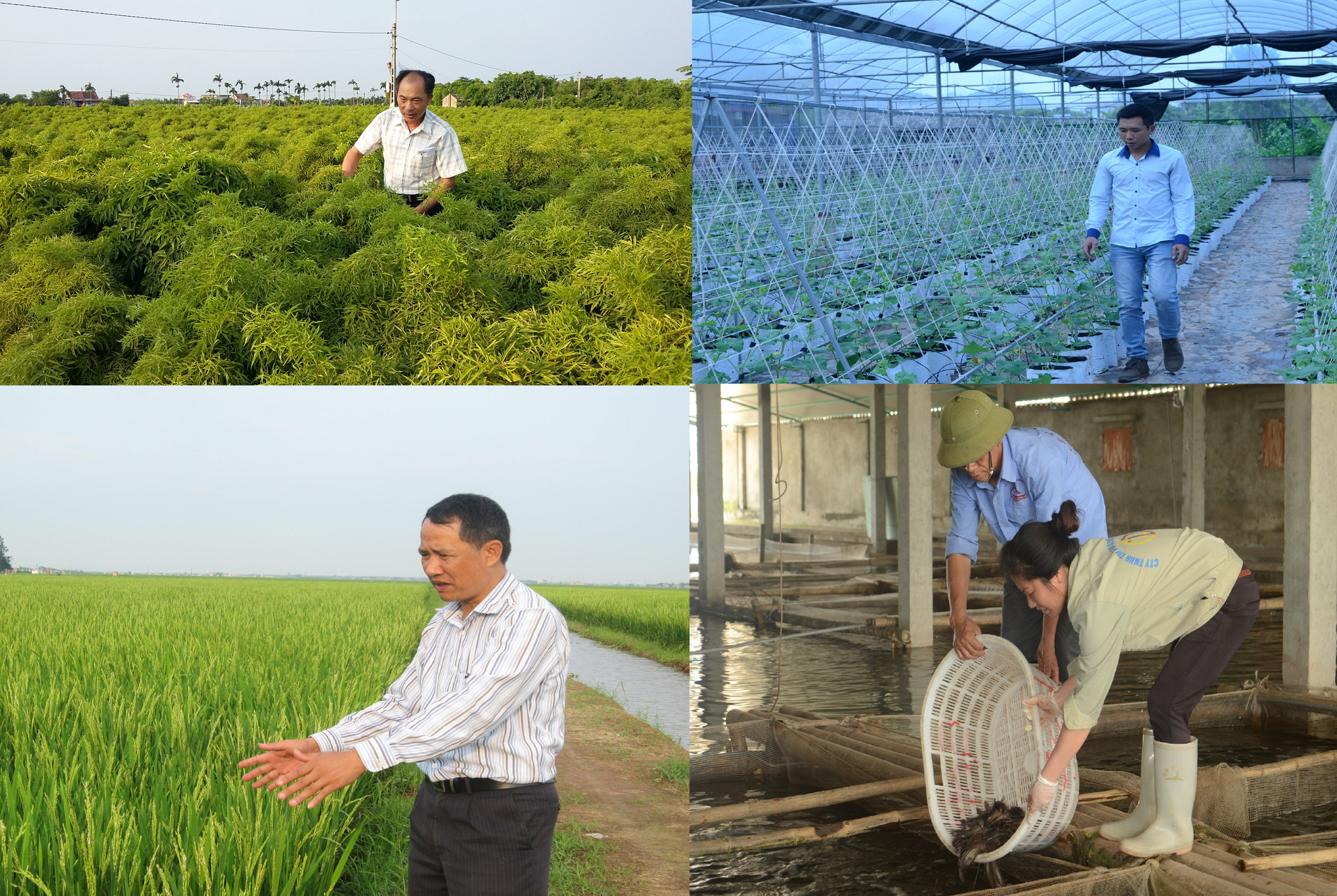 Nhiều mô hình sản xuất, kinh doanh hiệu quả đang được nông dân Nam Định áp dụng, hướng đến mục tiêu xóa nghèo, làm giàu.