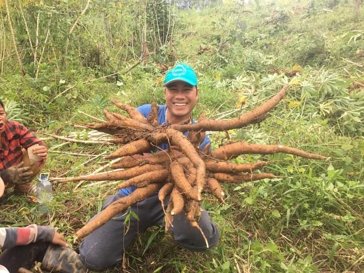 Mô hình trồng xen canh sắn và cây quế góp phần nâng cao thu nhập cho người dân vùng đồng bào DTTS huyện Nam Trà My, Quảng Nam.