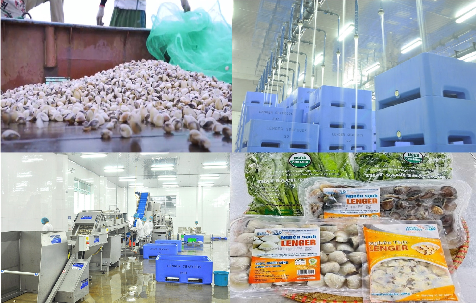 Sản phẩm Nghêu sạch được Công ty TNHH Thủy sản Lenger Việt Nam tại Nam Định chế biến theo quy trình, công nghệ hiện đại.