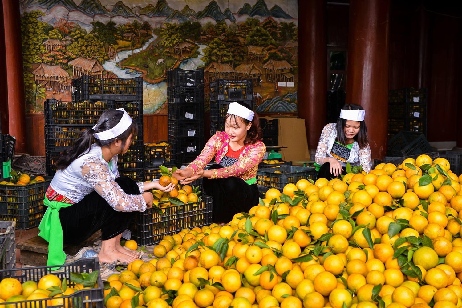 Nhiều mô hình nông nghiệp góp phần thúc đẩy phát triển kinh tế - xã hội vùng DTTS tỉnh Hoà Bình.
