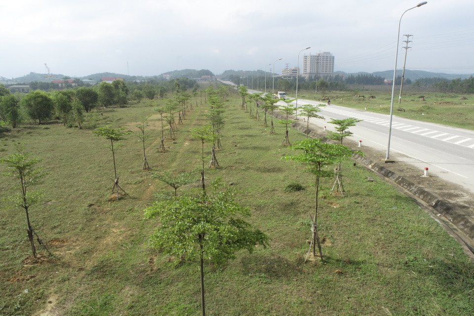 Cây bàng Đài Loan được trồng năm trước trên tuyến đường xuống Cảng Vũng Áng nay phát triển tốt.