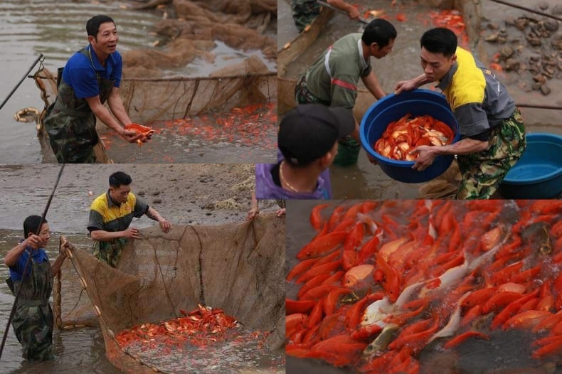 Image hình ảnh hình ảnh hình ảnh hình ảnh hình ảnh hình ảnh hình ảnh hình ảnh Ông Thứ - Tin tức, hình ảnh, video clip mới nhất về thu hoạch cá