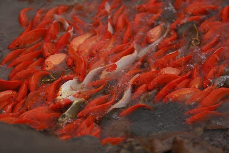 Cá chép đỏ ở Thuỷ Trầm có màu rất đẹp nên được người tiêu dùng ưa thích