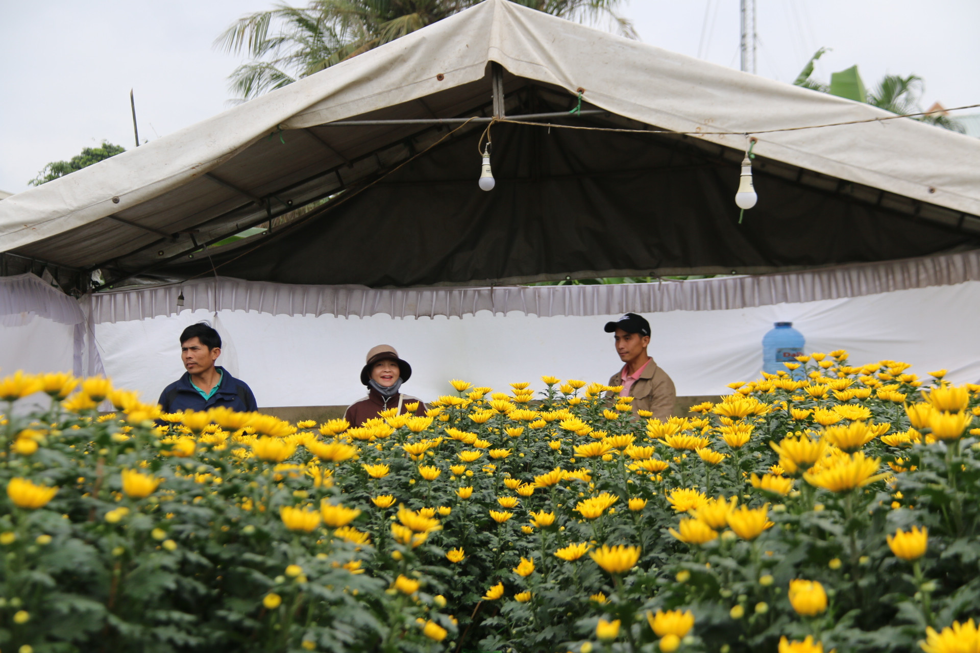Những túp lều tạm được dựng lên để thương lái ở lại canh, bán hoa.