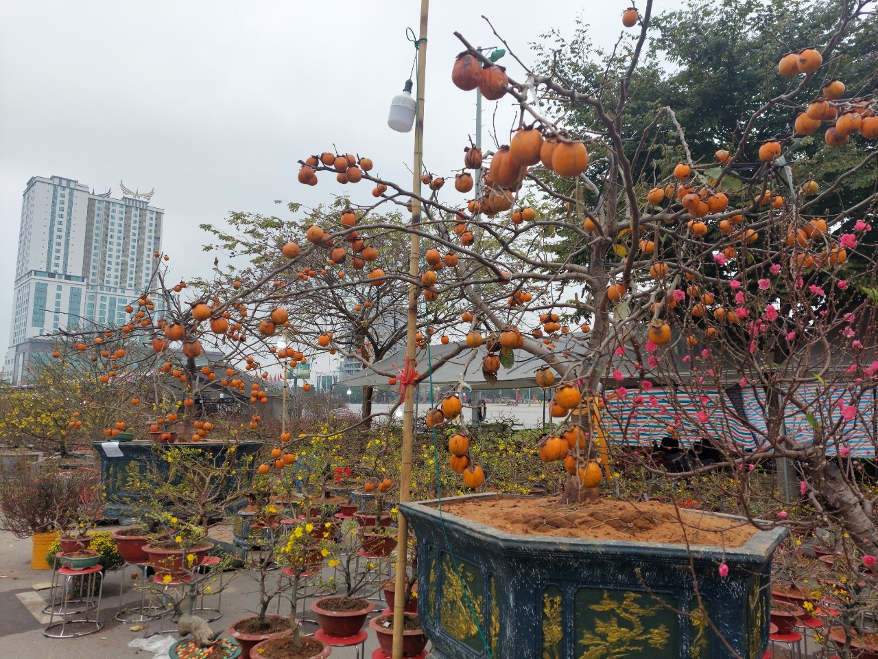 Ngoài mai, chủ nhà vườn từ Nam Định còn đem đến chợ 2 cây hồng ta cổ. 