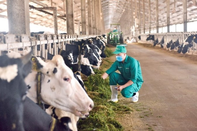 Vinamilk tập trung đầu tư môi trường sống trong lành với chế độ chăm sóc đặc biệt cho đàn bò sữa.