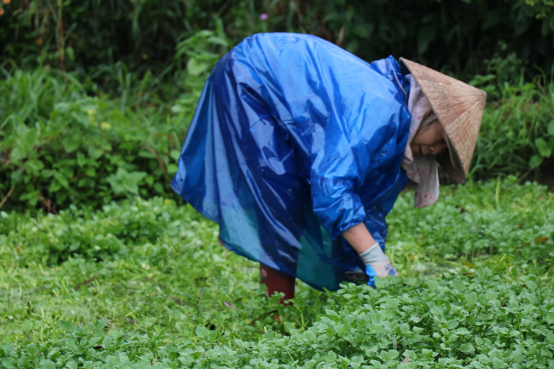 Tết Nguyên đán Quý Mão 2023, dù nhiều ngày thời tiết mưa lạnh, nhưng người dân vẫn ra đồng để thu hoạch rau xà lách xoong để bán cho khách hàng.