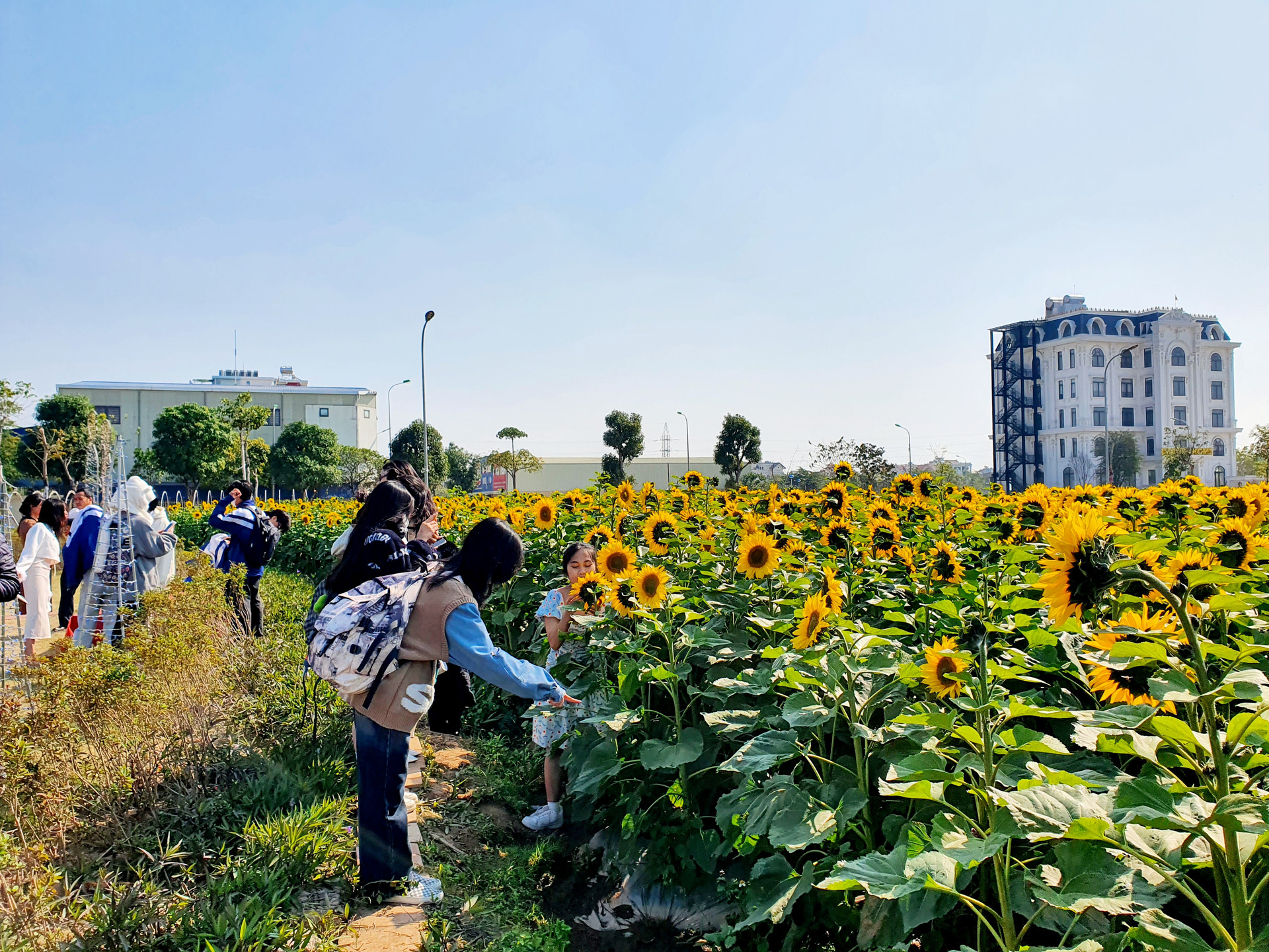 1.Vườn hoa hướng dương được trồng tại phân khu Trường Thịnh, phường Tân Bình (TP Hải Dương).