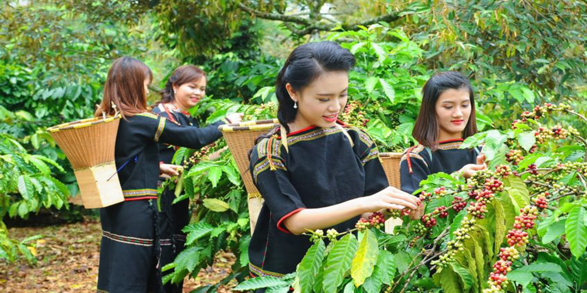 Cà phê của tỉnh Đắk Lắk xuất khẩu sang đến nhiều quốc gia trên thế giới